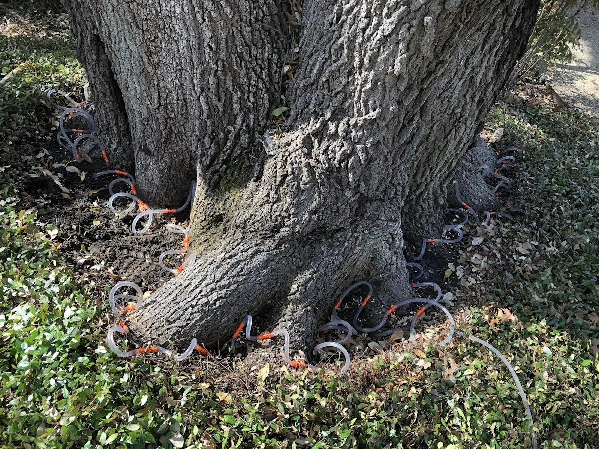 Detailed Tree Cabling and Bracing job site in Grand Junction